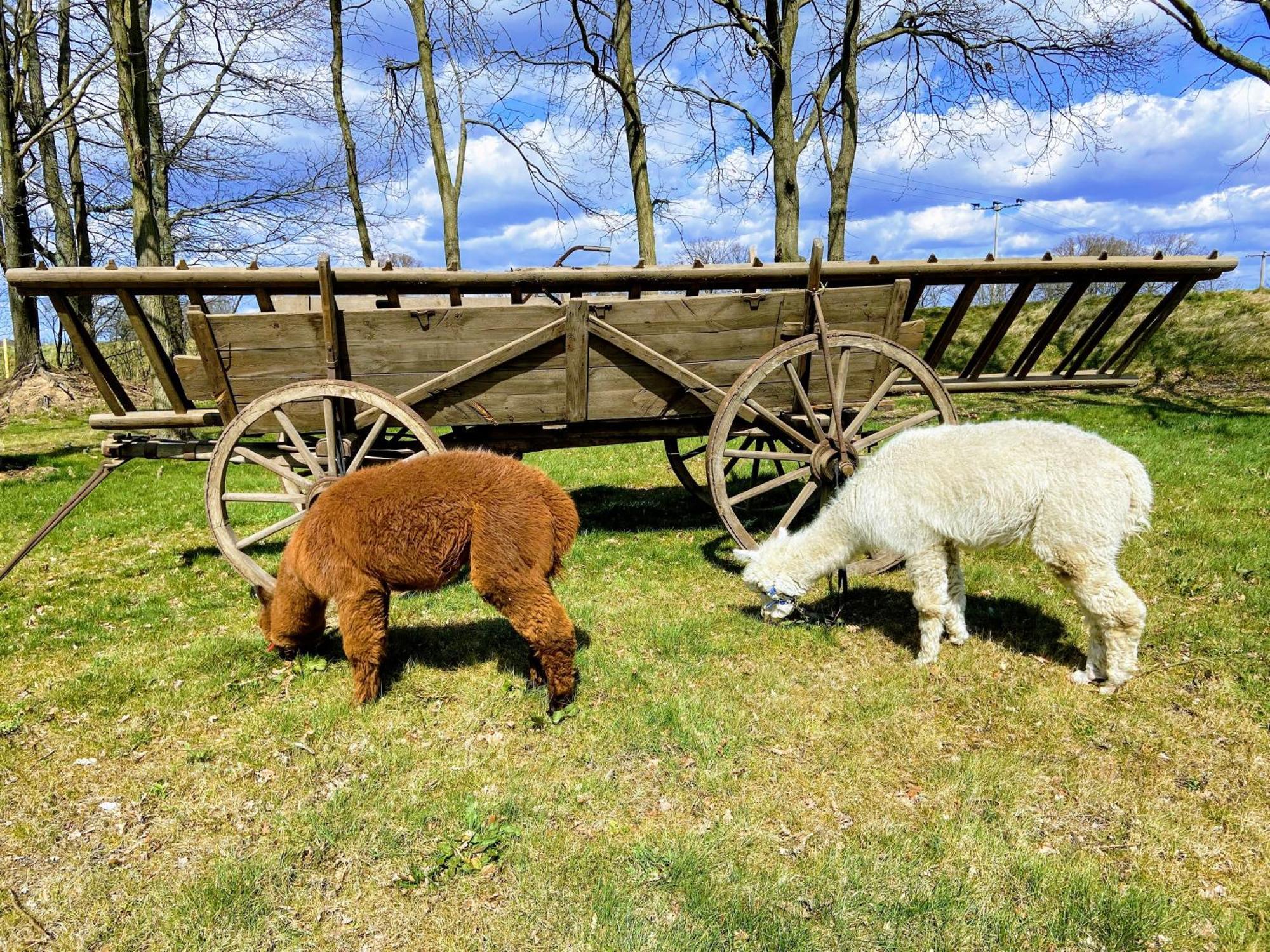 Gelbes Haus Seenland Ferienwohnungen Xl Elsterheide Buitenkant foto